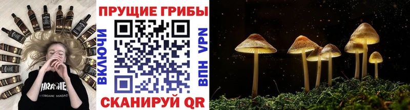 hydra ссылка  купить наркотики цена  Завитинск  Галлюциногенные грибы Magic Shrooms 